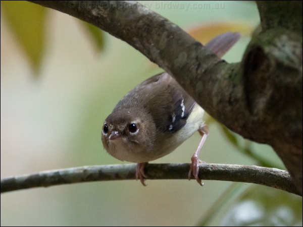 Tropical Scrubwren tropical_scrubwren_121154.psd
