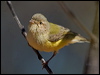weebill_188491
