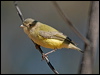 weebill_188497
