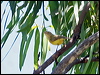 weebill_62242