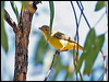 weebill_62273
