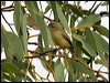 weebill_80513