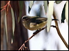 weebill_87662