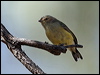 weebill_87672