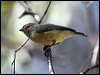 Click here to enter gallery and see photos/pictures/images of  Weebill