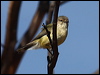 weebill_88196