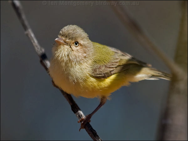 Weebill weebill_188491.psd