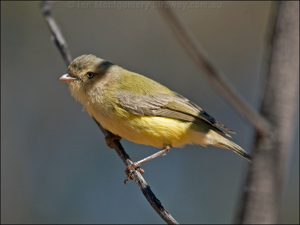 Weebill weebill_188497.psd