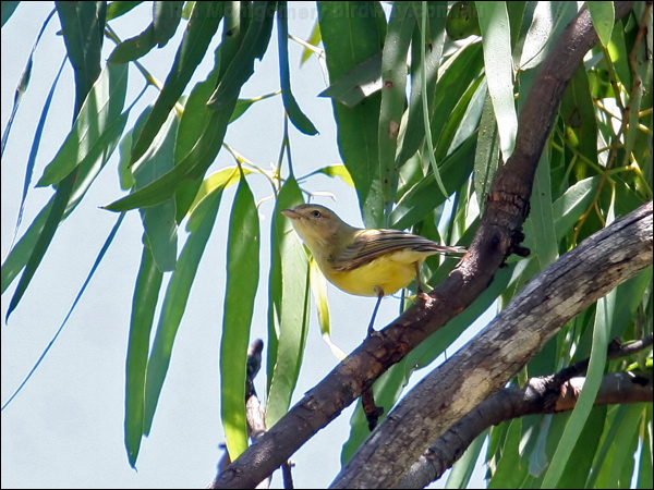 Weebill weebill_62242.psd
