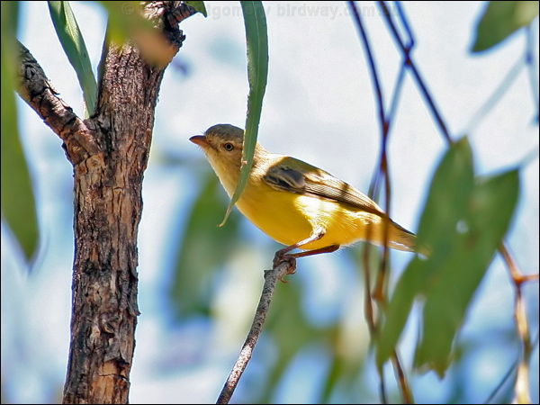 Weebill weebill_62273.psd