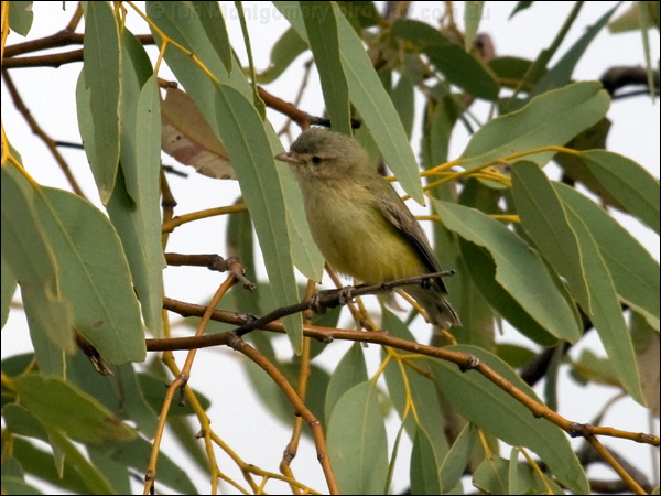 Weebill weebill_80513.psd