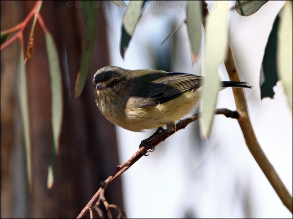 Weebill weebill_87662.psd