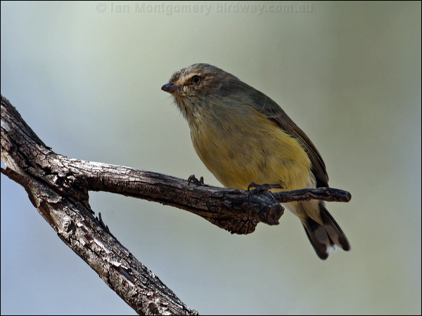 Weebill weebill_87672.psd
