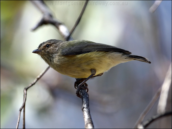 Weebill weebill_87678.psd