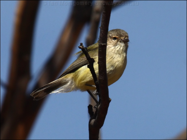 Weebill weebill_88196.psd