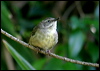 white_brow_scrubwren_11755