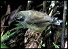 white_brow_scrubwren_29970
