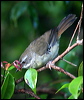 white_brow_scrubwren_30292