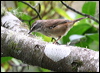 white_brow_scrubwren_47266