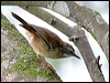 white_brow_scrubwren_47277