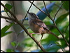 white_brow_scrubwren_80781