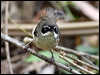 white_brow_scrubwren_81058