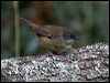 white_brow_scrubwren_86601