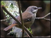 whitebrow_scrubwren_154596