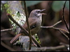 whitebrow_scrubwren_154600