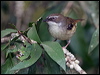 whitebrow_scrubwren_164968