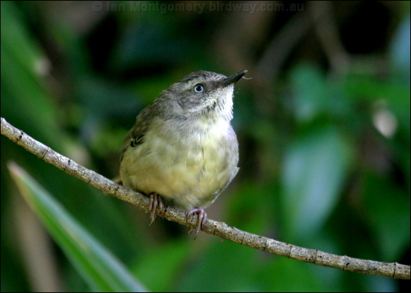 White-browed Scrubwren white_brow_scrubwren_11755.psd