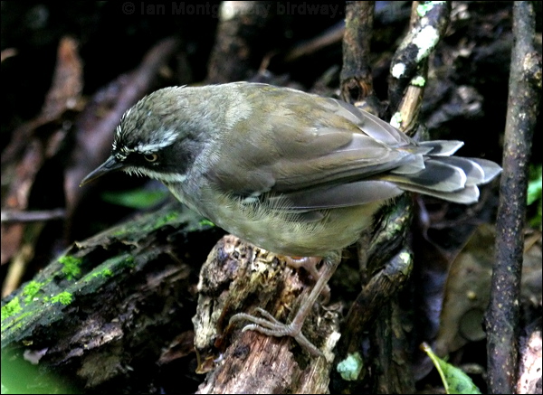 White-browed Scrubwren white_brow_scrubwren_29970.psd