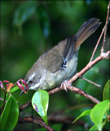 White-browed Scrubwren white_brow_scrubwren_30292.psd