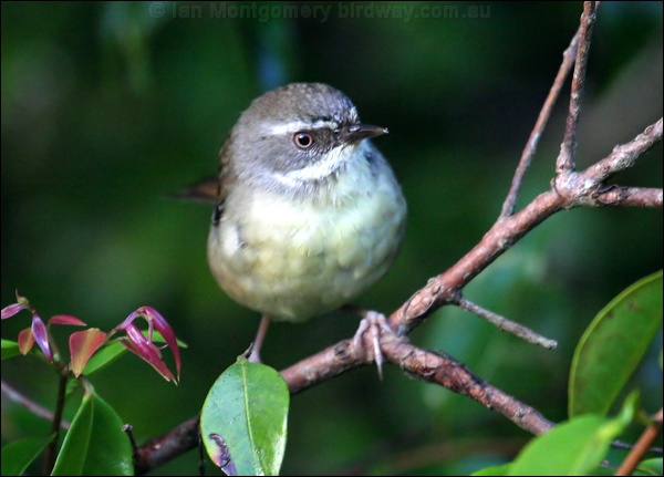 White-browed Scrubwren white_brow_scrubwren_30293.psd