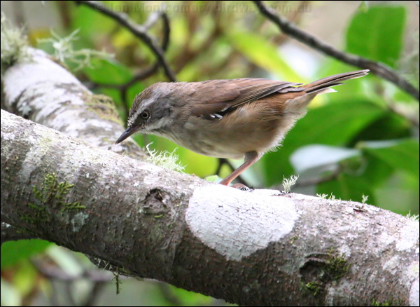 White-browed Scrubwren white_brow_scrubwren_47266.psd