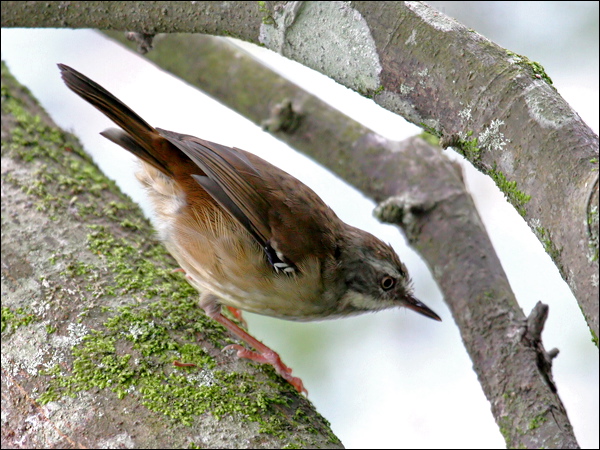 White-browed Scrubwren white_brow_scrubwren_47277.psd