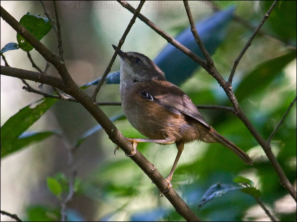 White-browed Scrubwren white_brow_scrubwren_80781.psd