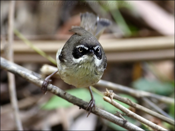 White-browed Scrubwren white_brow_scrubwren_81058.psd