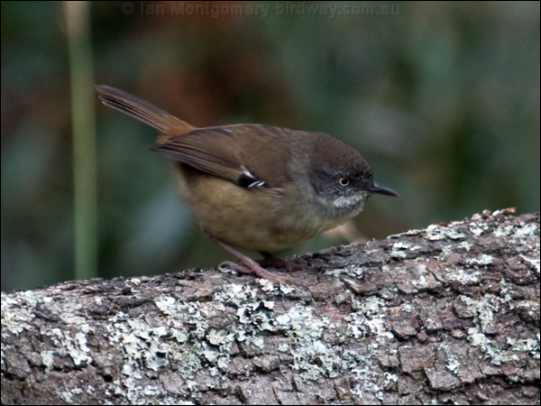 White-browed Scrubwren white_brow_scrubwren_86601.psd