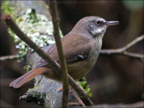 White-browed Scrubwren whitebrow_scrubwren_154596.psd