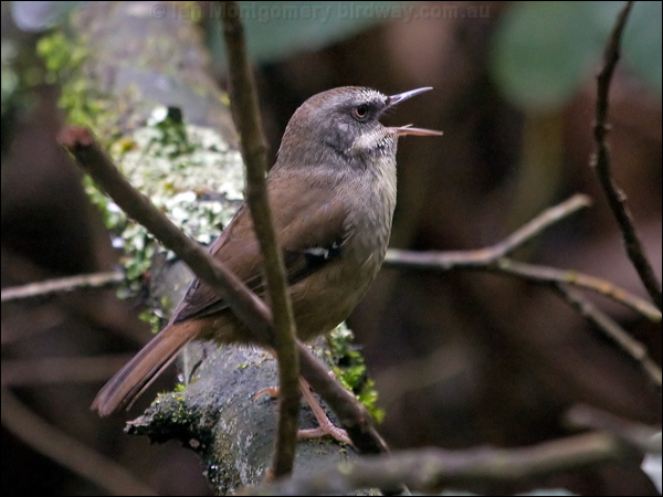 White-browed Scrubwren whitebrow_scrubwren_154600.psd