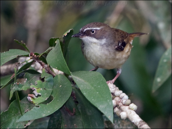 White-browed Scrubwren whitebrow_scrubwren_164968.psd