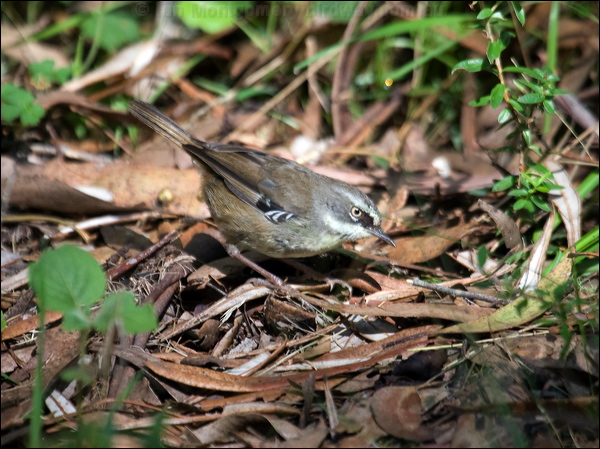 White-browed Scrubwren whitebrowedscrubwren_98423.psd