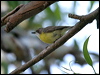 whitethroat_gerygone_11896
