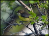 whitethroatgerygone_93979