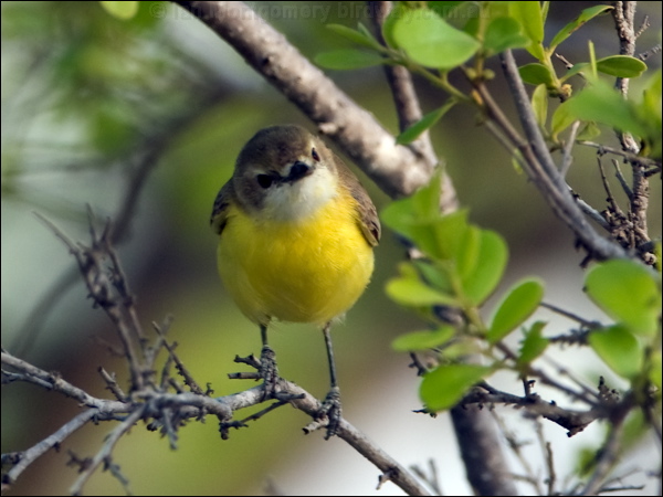 White-throated Gerygone whitethroatgerygone_93975.psd