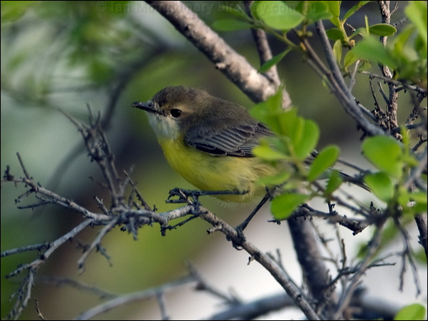 White-throated Gerygone whitethroatgerygone_93979.psd