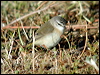 ye_rump_thornbill_06976