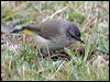 ye_rump_thornbill_128733