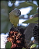 ye_rump_thornbill_14038